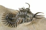 Top Quality Walliserops Hammi Trilobite - Foum Zguid, Morocco #381461-3